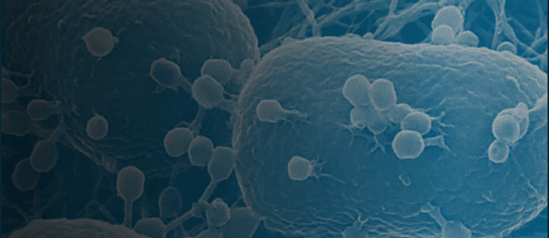 Bacteriophages attached to the surface of a bacterial cell